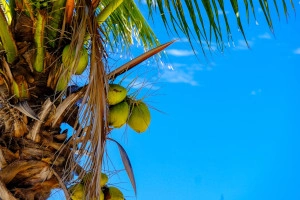 A coconut tree in a tropical country