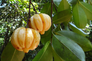 Garcinia Cambogia fruit