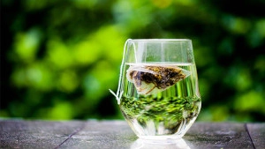 Green tea on a glass